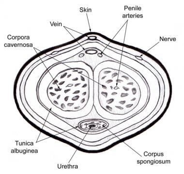 Cross-sectional anatomy of the penis.