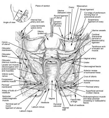 Anatomy of structures related to female urogenital