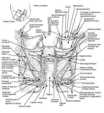 female periurethral glands