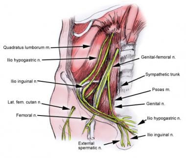 Anatomy of nerves of groin. 