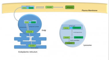 Niemann-Pick Diseases - The Medical Biochemistry Page