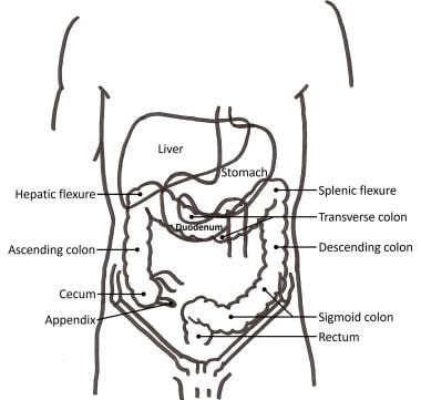 Taanfu Body Educational Learning Anatomy Posters ,Internal Organs Art