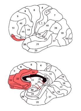 The ventral "compartment" of the frontal lobe. Ada