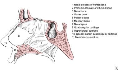 Lateral view of the nasal septum. The primary supp