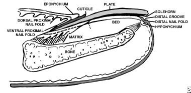 Anatomy of the nail, sagittal view. 