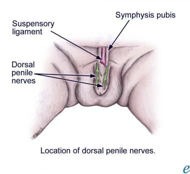 Penile nerve anatomy. 
