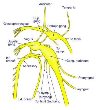 trigeminal nerve pathway