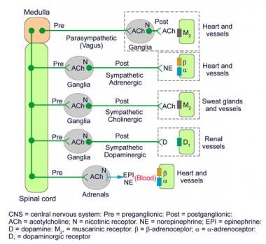 Sympathetic Vs Parasympathetic Chart