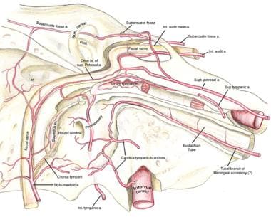 The transtemporal course of the facial nerve is sh