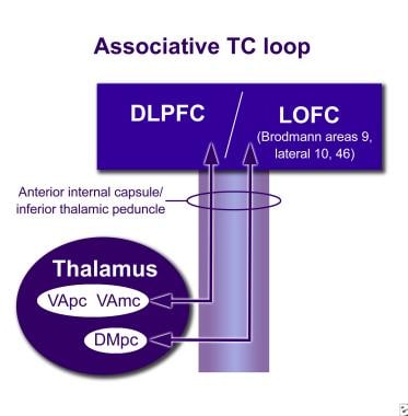 The limbic thalamocortical loop. MOFC = medial orb