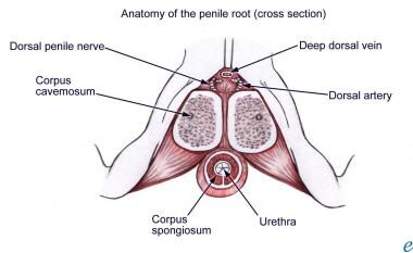 Cross-sectional penile nerve anatomy. 