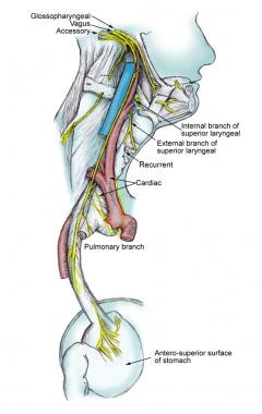 Course of the vagus nerve. 