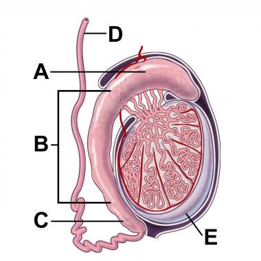 Cross-section illustration of a testicle and epidi