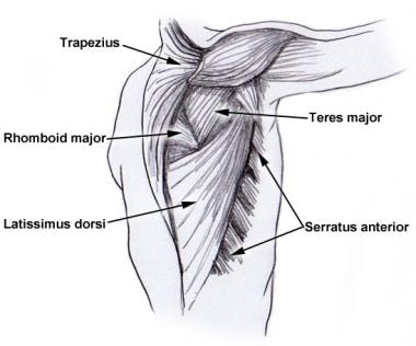 Muscles of the chest wall (muscles that are common