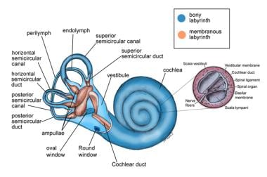 Vestibular System Diagram