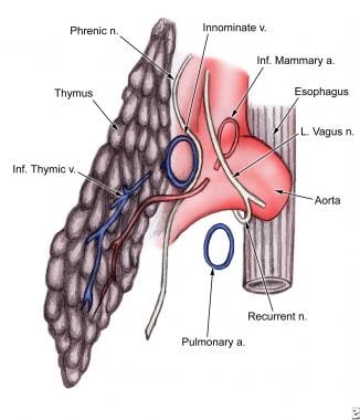 thymus gland anatomy