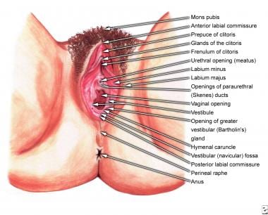 Vulva Structures