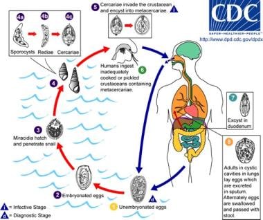 This is an illustration of the life cycle of Parag