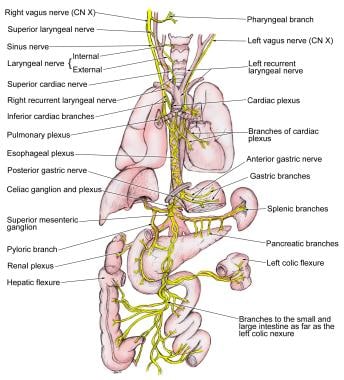 Diagram of the vagus nerve demonstrating the diffe
