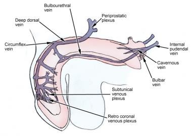 Venous drainage of the penis.