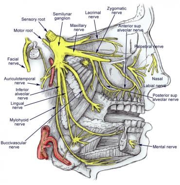 Diagram of trigeminal nerve with its 3 main divisi