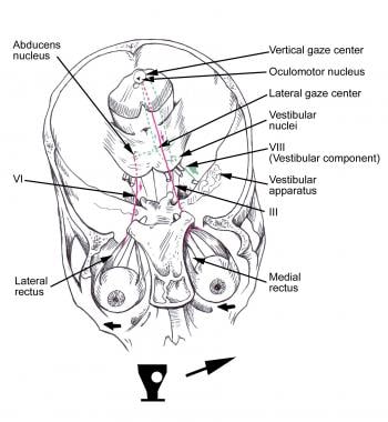 Vestibular reflex illustrating horizontal eye move