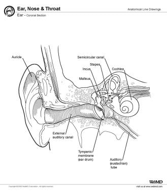Ear, coronal section. 