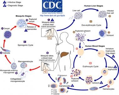 Malaria Prophylaxis Chart