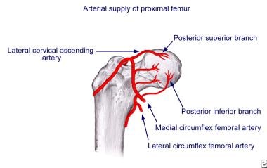 Arterial supply to head of femur in child. 