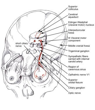 Cerebellar Artery - an overview