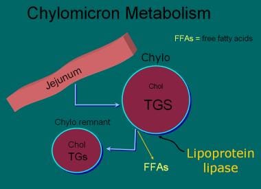 Lipoprotein lipase (LPL) releases free fatty acids