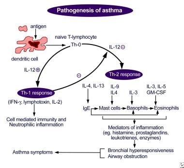 Pathogenesis of asthma. Antigen presentation by th