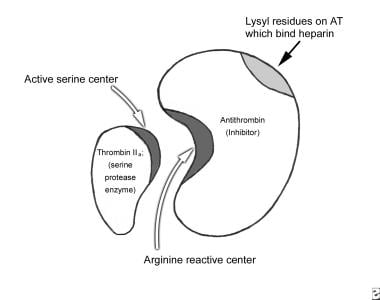 抗凝血酶(AT)通过中和酶(IIa)