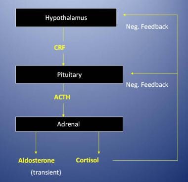 Regulation of the adrenal cortex. 
