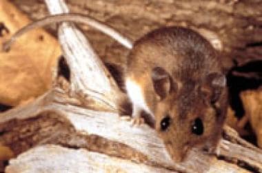 Peromyscus maniculatus - The deer mouse. 