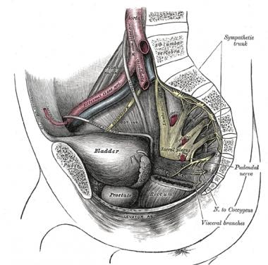 Pelvic neuroanatomy. 