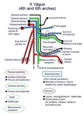 Schematic representation of the different vagal fi