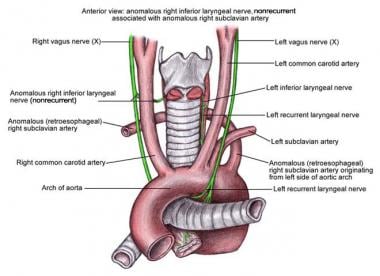 Surgical anatomy of the external branch of the superior laryngeal