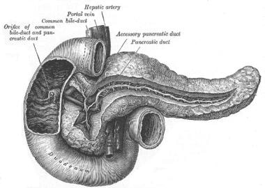 The pancreatic duct. 