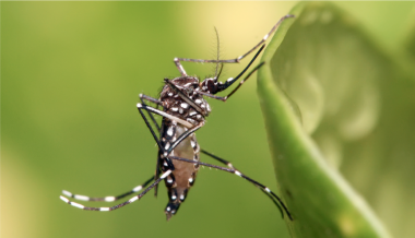 Aedes aegypti mosquito. Courtesy of Wikimedia Comm