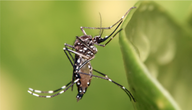 Dengue: Practice Essentials, Background, Pathophysiology