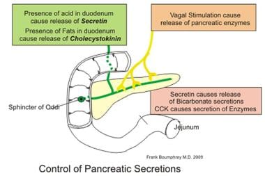 Exocrine Pancreatic Insufficiency Practice Essentials Anatomy Pathophysiology