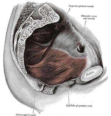 Pelvic muscles and fascia. 