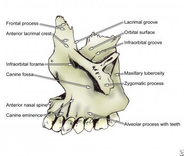 maxillary bone anatomy