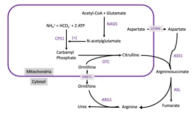 Urea Cycle. At the first step, the first waste nit