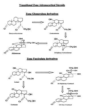 Transitional zone adrenocortical steroids. 