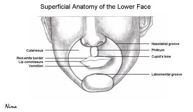 Superficial anatomy of the lower face. 