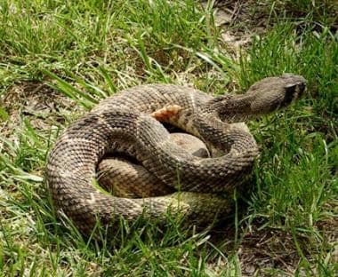 Western diamondback rattlesnake, Crotalus atrox.