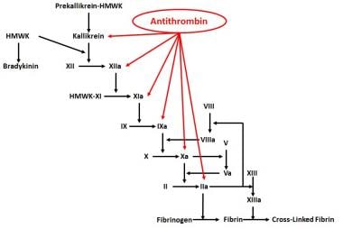 Antithrombin sites of action. 