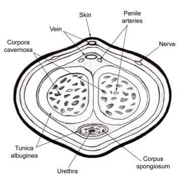 Cross-sectional anatomy of the penis. 